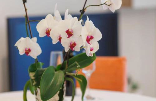 Apartmani Mira - Foto 18