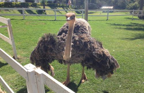 Hotel Fazenda Vale Amanhecer - Photo 24