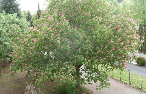 Appartement spacieux à Epfig avec vue sur le jardin - Foto 29