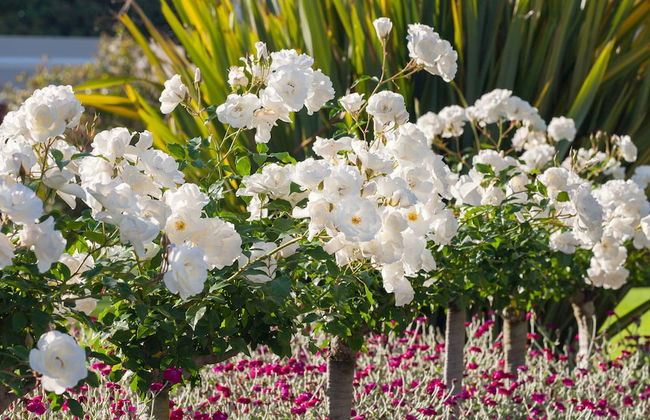 Glen Avon Lodge Boutique Hotel - Foto 27