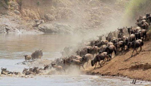 Veremos la fauna africana en todo su esplendor