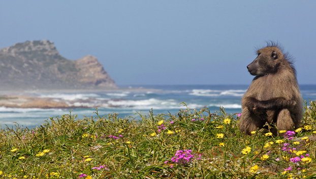Tour de um dia na península do Cabo - Foto 3