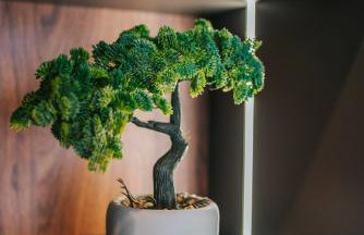 Studio apartmani Albero - Foto 25