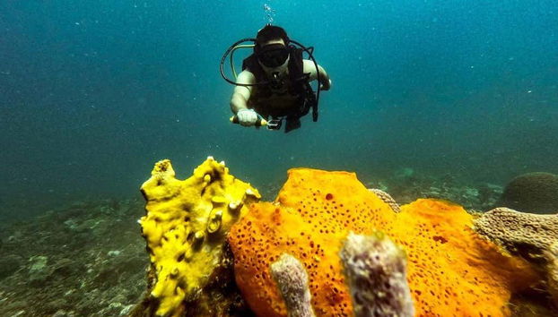 Scuba Diving in Baru - Foto 5