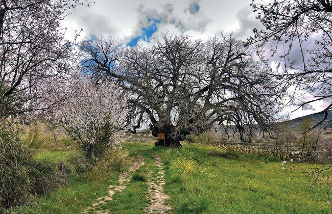 Lania Royal Oak House by TrulyCyprus - Foto 21