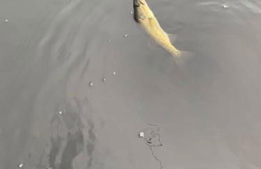 Half Moon Lake property - Foto 54