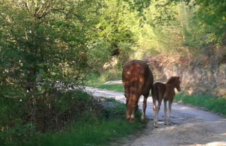 la masseria di Antonio e Teresina - Foto 65