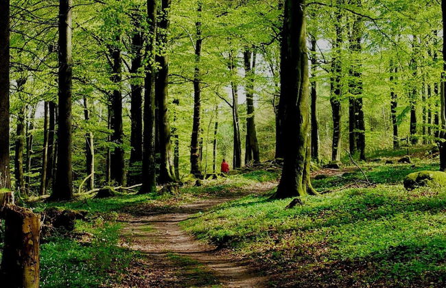 4 Star Holiday Home in Laholm-by Traum - Photo 4