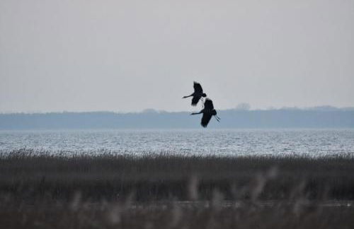 Ferienwohnung Boddenliebe - Foto 39