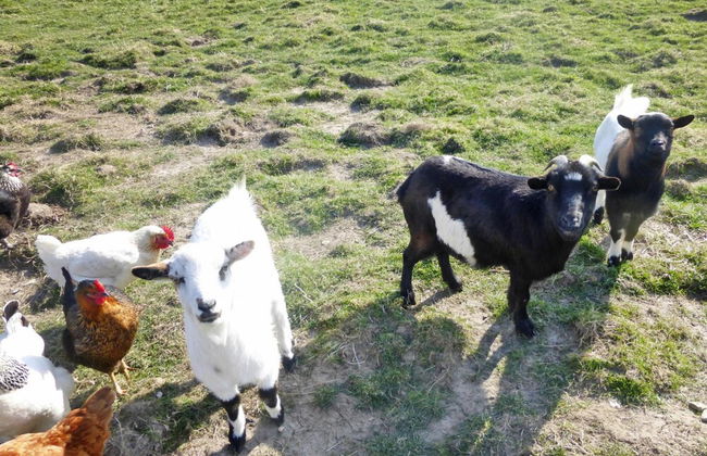 Holiday Home With Garden - Foto 15