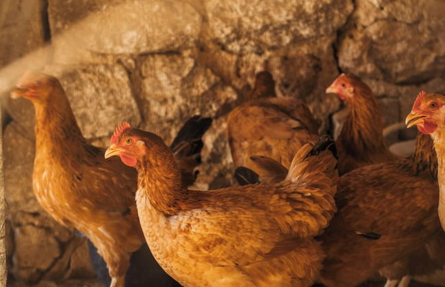 Terra Cassa Private Villa - Photo 70