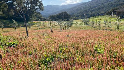 FAMILIAR y UNICA VILLA EN GAUCIN - Foto 3