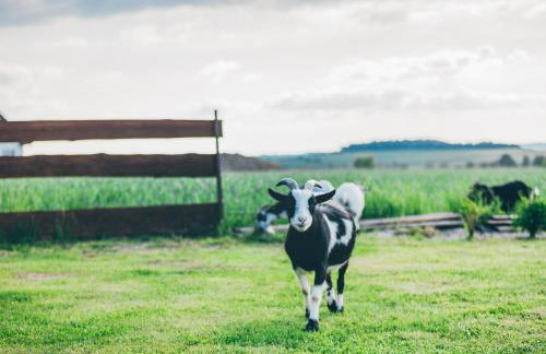 Agroturystyka Nad Łąkami - Foto 79