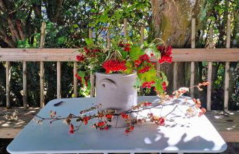 Ferienwohnungen Riedel - Foto 13