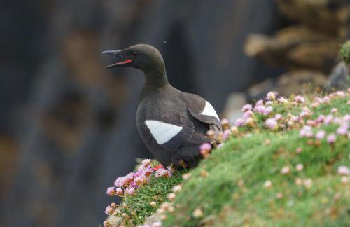 Voortrekker Shetland Holiday Apartments - Foto 22