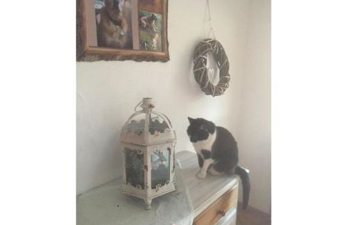 on the Willmann farm - Foto 38