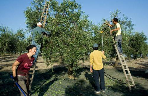 Masseria Sant'Agapito - Foto 51