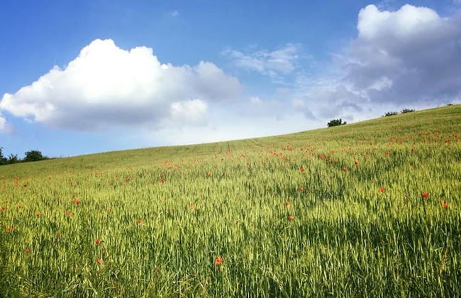 Agriturismo Antica Torre - Foto 11