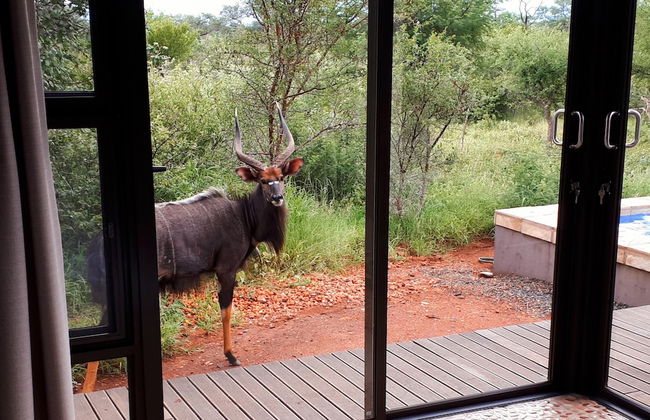 Villa Bushman Wonderful Luxury and Attractive Villa - Photo 3