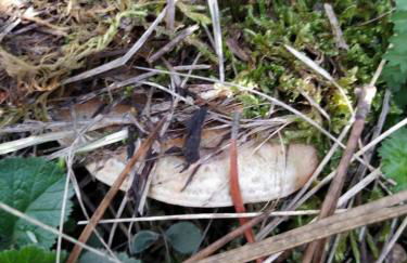 Casas Rurales Majana 1 - Foto 71