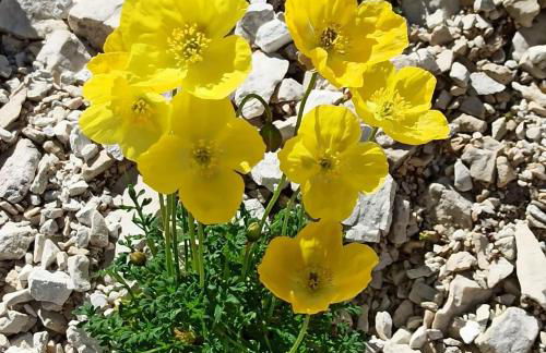 Cuore Alpino - Photo 23