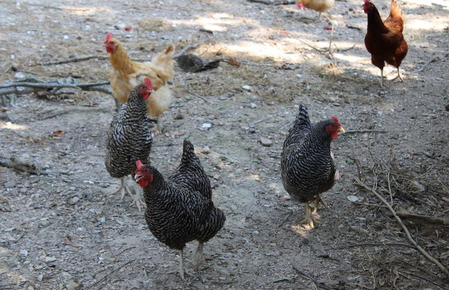 Shalom Chalet - Foto 24