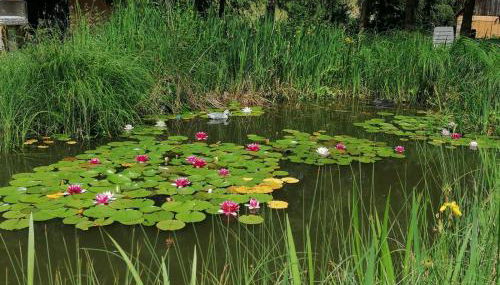 Froschkönig mit Teichblick - Photo 5, Garden