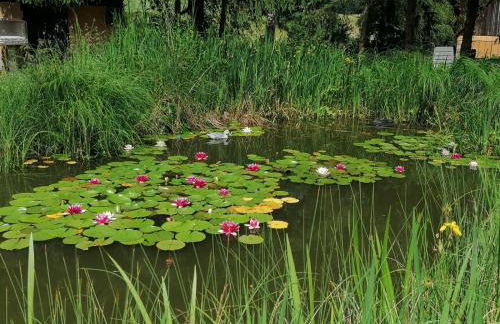 Froschkönig mit Teichblick - Photo 5