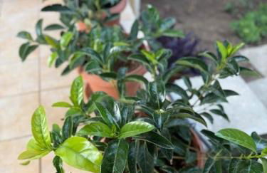 Villia home - Foto 24