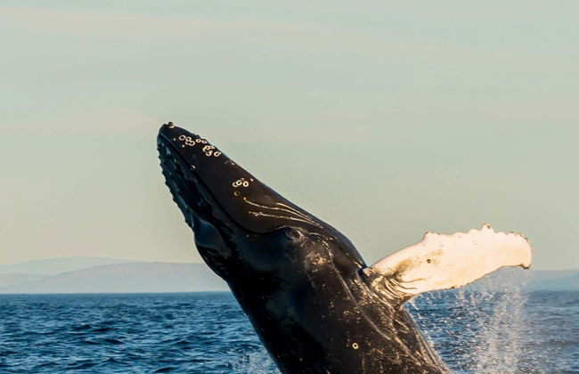 Tour in Bei Du Xin Di Qu - Foto 4