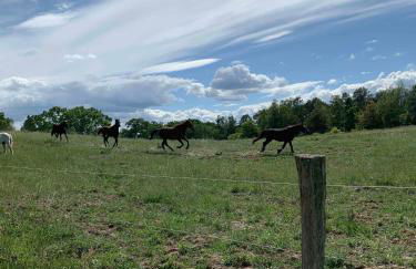 Apartment Altes Pfarrhaus in Plau am See - Foto 49