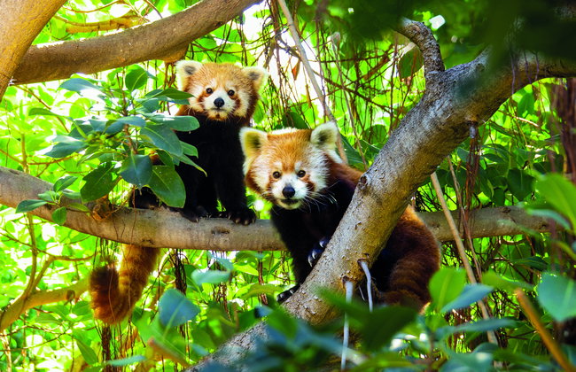 Loro Parque - Photo 10