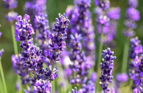 Holiday Home in Forest with Terrace & BBQ - Foto 71