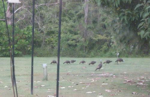 serenity cabins forest view - Photo 18