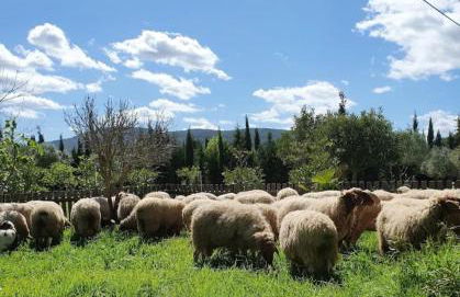 Finca Rural El Piketa - Foto 6
