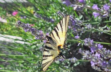 Apartman Ivić - Foto 27