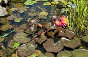 Villa Dei Fiori - casa vacanza - Foto 35