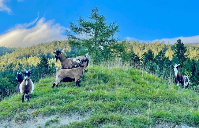 Rossweid hut With a Fantastic View - Foto 14