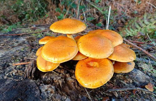 O Campo DaFolla - Foto 29