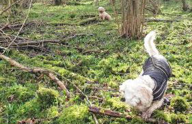 Stylish Town Centre Apartments - Foto 12