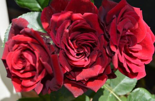 La Piccola Loggia - Foto 11