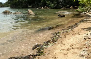 Encanto dos Pássaros - Foto 54