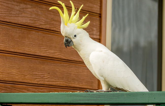 BIG4 Moruya Heads Easts Dolphin Beach Holiday Park - Foto 2