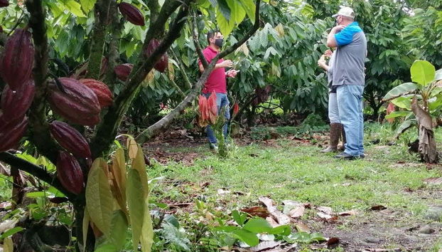Cultivos de cacao