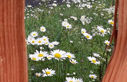 Villa Otto - Foto 19