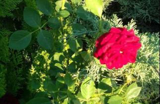 Mery's Countryside House - Foto 47