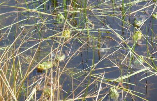 Domek Letniskowy ZŁOTY KARAŚ - Foto 43