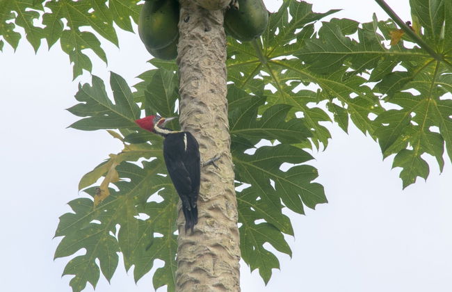 Villas Cabuya Beach & Forest - Foto 56