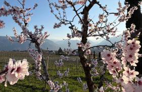 Weingut Gasshof- Panorama Pool in den Weinbergen - Foto 12