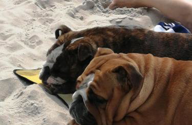 Apartment LILY - Baltic Park Pogorzelica - Foto 68